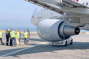 διαμελισμός σκύλου