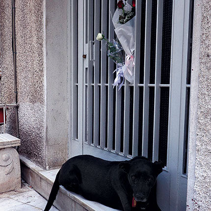 Πιστός μέχρι την τελευταία στιγμή στον ιδιοκτήτη του έμεινε ο σκύλος του Μίκη Θεοδωράκη, που παρέμεινε ξαπλωμένος – και φανερά στεναχωρημένος – έξω από το σπίτι του μεγάλου Έλληνα συνθέτη, αμέσως μετά τον θάνατό του.