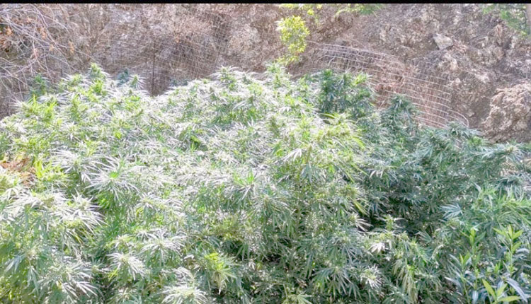 Οι νεαροί πιάστηκαν μέσα στις φυτείες που είχαν δενδρύλλια ύψους μέχρι και 2,5 μέτρων