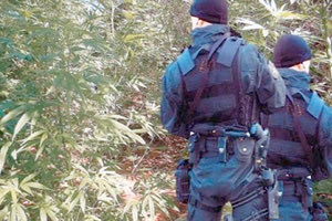 Άφησαν το αυτοκίνητο δίπλα στην εκκλησία, περπάτησαν μέσα στη ζέστη για 15 λεπτά σε δύσβατη διαδρομή, μπήκαν στη φυτεία και τότε ήρθαν τετ-α-τετ με τους άνδρες της ΕΚΑΜ Κρήτης. (φωτο αρχείου)