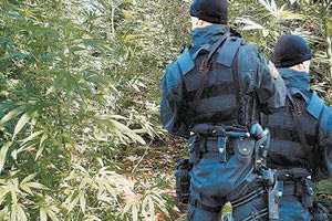 Ερασιτέχνες χασισοκαλλιεργητές για προσωπική κατανάλωση εμφανίστηκαν οι δύο νεαροί κτηνοτρόφοι (φωτό αρχείου)