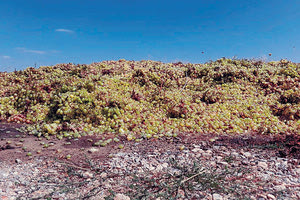 Πάνω από 100 τόνοι σταφυλιών οδηγήθηκαν στη χωματερή