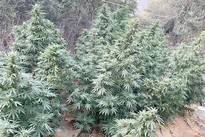 Ο συλληφθείς έχει απασχολήσει πολλές φορές τις Αρχές