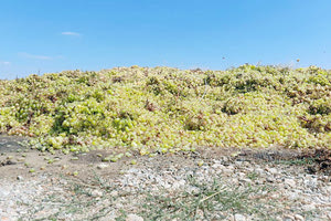 Ως και την βουλή έχουν φθάσει τα προβλήματα Ένωσης και αμπελουργών