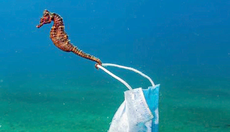 Η φωτογραφία του Νικόλα Σαμαρά είναι υποψήφια για το πρωτο βραβείο στο  Ocean Photography Awards 2021. Η φωτογραφία απεικονίζει έναν ιππόκαμπο που στην ουρά του έχει πιαστεί μια προστατευτική μάσκα κατά της Covid-19. 