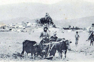 ΦΩΤΟΗΜΕΡΑΣ:Αγροτικές εργασίες με το αλέτρι στο Καστέλλι Πεδιάδας στις αρχές του προηγούμενου αιώνα (Φωτογραφία Μπεχαεντίν).