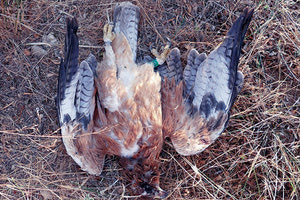 πυροβολισαν σπιζαετό