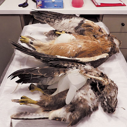 Τα δύο νεκρά πουλιά κατά τη διάρκεια της νεκροψίας