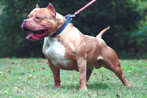 Γλίτωσε από τα δόντια του πίτμπουλ