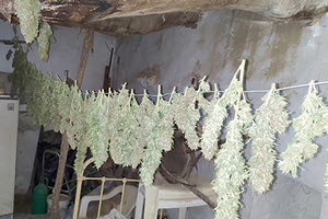 Οι συλληφθέντες είναι κάτοικοι του Μυλοποτάμου