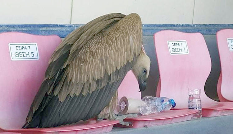 Γύπας προσγειώθηκε  στο Βουζουνεράκειο