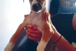 Η πρώτη εφαρμογή του νόμου έσωσε το κουτάβι