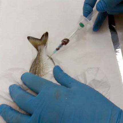 H Δρ. Morgane Henry αναφέρει πως «αν και θα ακουστεί παράδοξο,  η κατανάλωση ψαριών ιχθυοκαλλιέργειας είναι πιο υγιεινή σε κάποιο βαθμό από την κατανάλωση μη εκτρεφόμενων (άγριων) ψαριών»