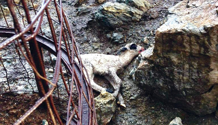 Σοβαρές ζημιές προκάλεσε ο «Μπάλλος» σε Καμάρες και  Βορίζια. Κεραυνός σκότωσε ζώα που είχαν μαζευτεί κάτω από πρίνο για να προστατευθούν, ενώ τα ορμητικά νερά από το βουνό παρέσυραν πρόβατα και μελίσσια. 