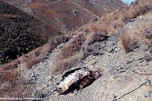 Ένα ακόμα εμβληματικό αρπακτικό πουλί της Κρήτης, αυτή τη φορά ένας χρυσαετός, έπεσε νεκρό από σκάγια φυσιγγίου