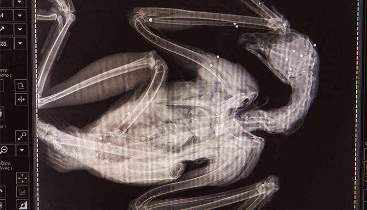 Ένα ακόμα εμβληματικό αρπακτικό πουλί της Κρήτης, αυτή τη φορά ένας χρυσαετός, έπεσε νεκρό από σκάγια φυσιγγίου