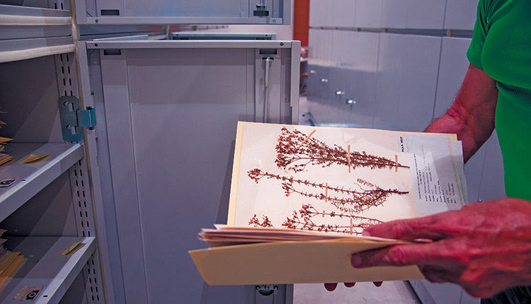 Το ΕΛΚΕΘΕ από σήμερα θα εμπλουτίζει τις συλλογές του ΜΦΙΚ, παραχωρώντας δείγματα διαφόρων φυτικών και ζωικών ειδών, από όλα τα υδάτινα και θαλάσσια οικοσυστήματα που μελετά