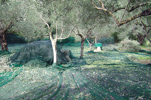 Στο ΚΕΘΕΑ ΑΡΙΑΔΝΗ: τα λιόφυτα της Λότζια