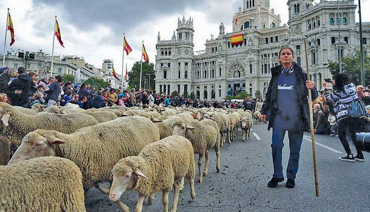 προβατα στους δρομους της Μαδρίτης