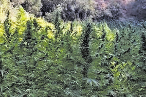 χασισοφυτεία-μαμούθ στη ρεματιά του Σκινέ