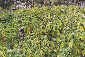 χασισοφυτεία στο πευκοδάσος στην περιοχή της Σύμης