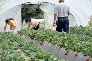 παραγωγή κηπευτικών θερμοκήπιο