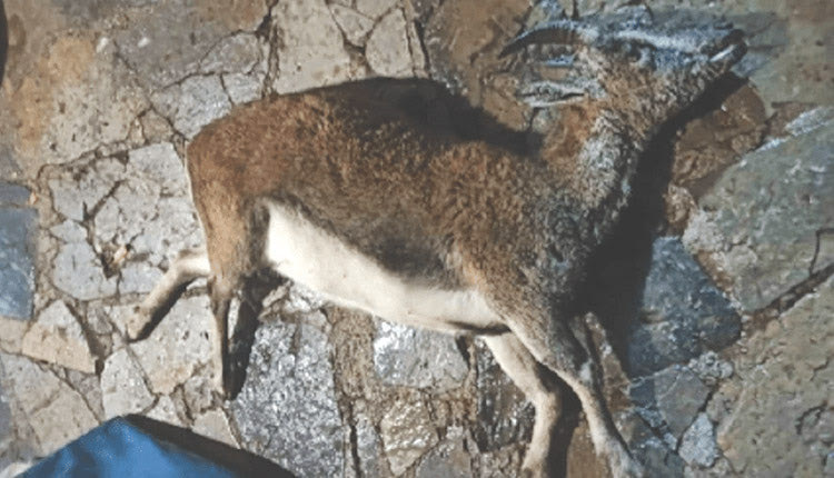 Ένα πολύ θλιβερό συμβάν έλαβε χώρα μεσάνυκτα Σαββάτου προς ξημερώματα Κυριακής στο φαράγγι της Σαμαριάς, καθώς ένα αγριοκάτσικο βρέθηκε σκοτωμένο εντός του εθνικού δρυμού