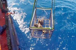 H ηλεκτρική διασύνδεση Κρήτης - Πελοποννήσου αποκάλυψε σπάνιο ναυάγιο