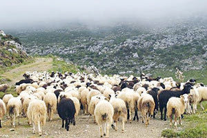 Δικαιότερο σύστημα επιδοτήσεων επιδιώκεται από τον ΟΠΕΚΕΠΕ