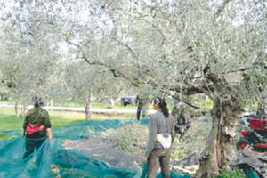 Η ΕΛ.ΑΣ, οι μετανάστες και το λιομάζωμα στη Μεσσαρά 