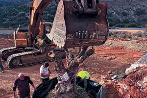 ΜΕΤΑΦΥΤΕΥΣΗ Διάσωση μνημειακών ελαιοδέντρων από το εργοτάξιο του νέου αεροδρομίου