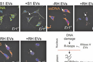 Στόχευση παγκρεατικών κυττάρων με ειδικά κυστίδια που περιέχουν νουκλεάσες ικανές να απομακρύνουν τα μικρά μόρια DNA που προκαλούν φλεγμονή. Η νέα αυτή θεραπευτική προσέγγιση έχει ως αποτέλεσμα τη γρήγορη απομάκρυνση των κυτταροπλασματικών μορίων DNA και την αισθητή μείωση της φλεγμονώδους απόκρισης στα κύτταρα.