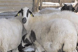 Εγκατέλειψαν τα κλεμμένα ζώα και διέφυγαν πεζή πυροβολώντας