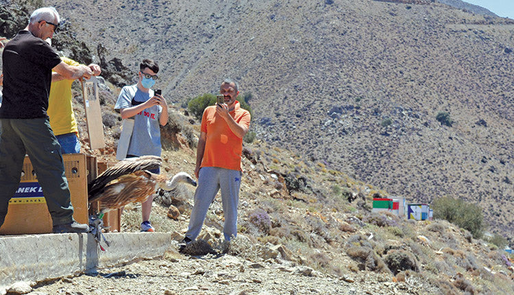 Οι φωτογραφίες είναι από  παλαιότερες  απελευθερώσεις όρνιων από το  ΠΚ-ΜΦΙΚ, τα οποία είχαν δεχθεί  κτηνιατρική  περίθαλψη  και ανάρρωσαν για αρκετό καιρό στις εγκαταστάσεις της ΑΝΙΜΑ