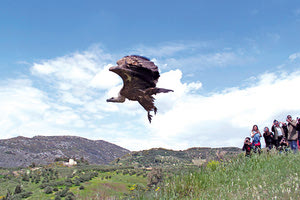ΟΙ ΠΡΩΤΕΣ ΒΟΗΘΕΙΕΣ Τι κάνουμε όταν... συναντήσουμε όρνια;