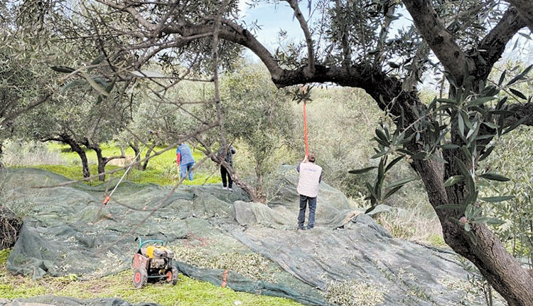 ΕΛΙΕΣ ΕΛΑΙΟΜΑΖΩΜΑ ΠΑΡΑΓΩΓΗ ΛΑΔΙΟΥ