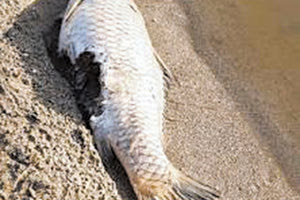 ΝΕΚΡΑ ΨΑΡΙΑ ΚΑΙ ΓΥΠΑΕΤΟΣ Ρύπανση στις εκβολές του Αποσελέμη