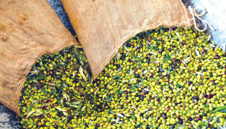 ΕΛΙΕΣ ΕΛΑΙΟΜΑΖΩΜΑ ΠΑΡΑΓΩΓΗ