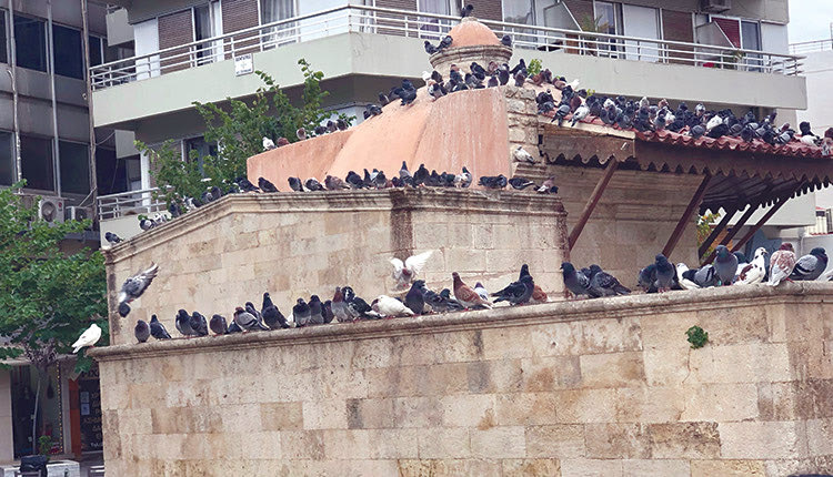 Τα περιστέρια του Κουμπέ