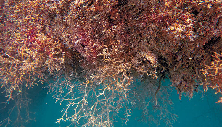 Φωτογραφία απο το ξενικό είδος Amathia verticillata Φωτογραφία (AlienPorts_Hrakleio)