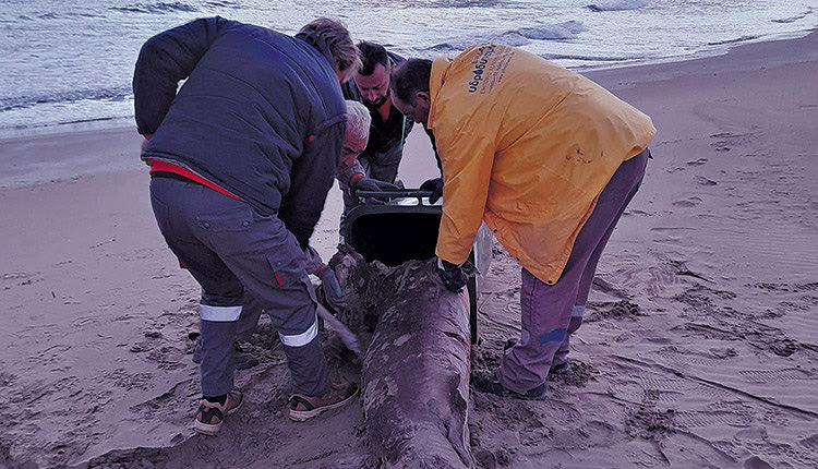 Ξεβράστηκε καρχαροϊδές
