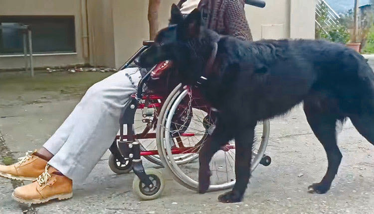 ο Ραμπί στο πρώτο μάθημα βασικής εκπαίδευσης δίπλα σε αμαξίδιο 