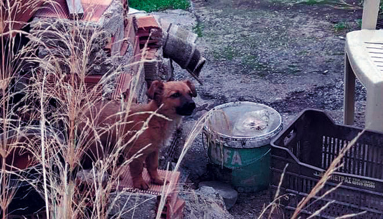 Ο σκυλάκος έχασε τους κηδεμόνες του