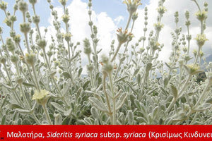 Mαλοτήρα (Sideritis syriaca subsp. syriaca),