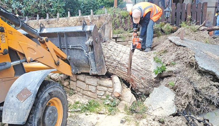 Από θαύμα δεν θρηνήσαμε θύματα από την πτώση ενός μεγάλου δέντρου στην περιοχή των Αθανάτων.