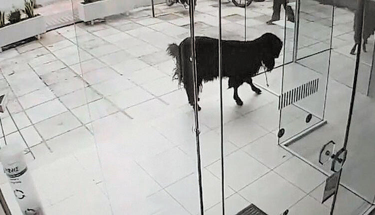 Ένας τράγος φαίνεται να το έσκασε από το μάντρι του και έκοβε βόλτες στο Ρέθυμνο.