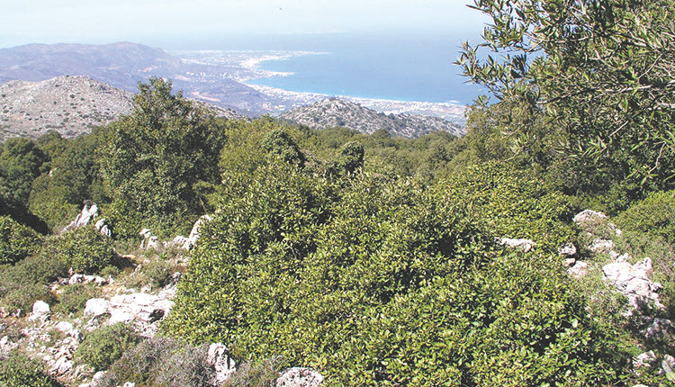 Στο Αζιλακόδασος  ο ΕΟΣ Ηρακλείου