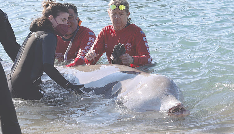 ΦΑΛΑΙΝΑ ΣΤΟΝ ΑΛΙΜΟ;