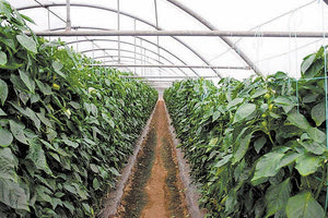 Παραγωγοί θερμοκηπιακών καλλιεργειών