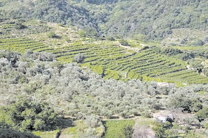 ΔΑΣΙΚΟΙ ΧΑΡΤΕΣ